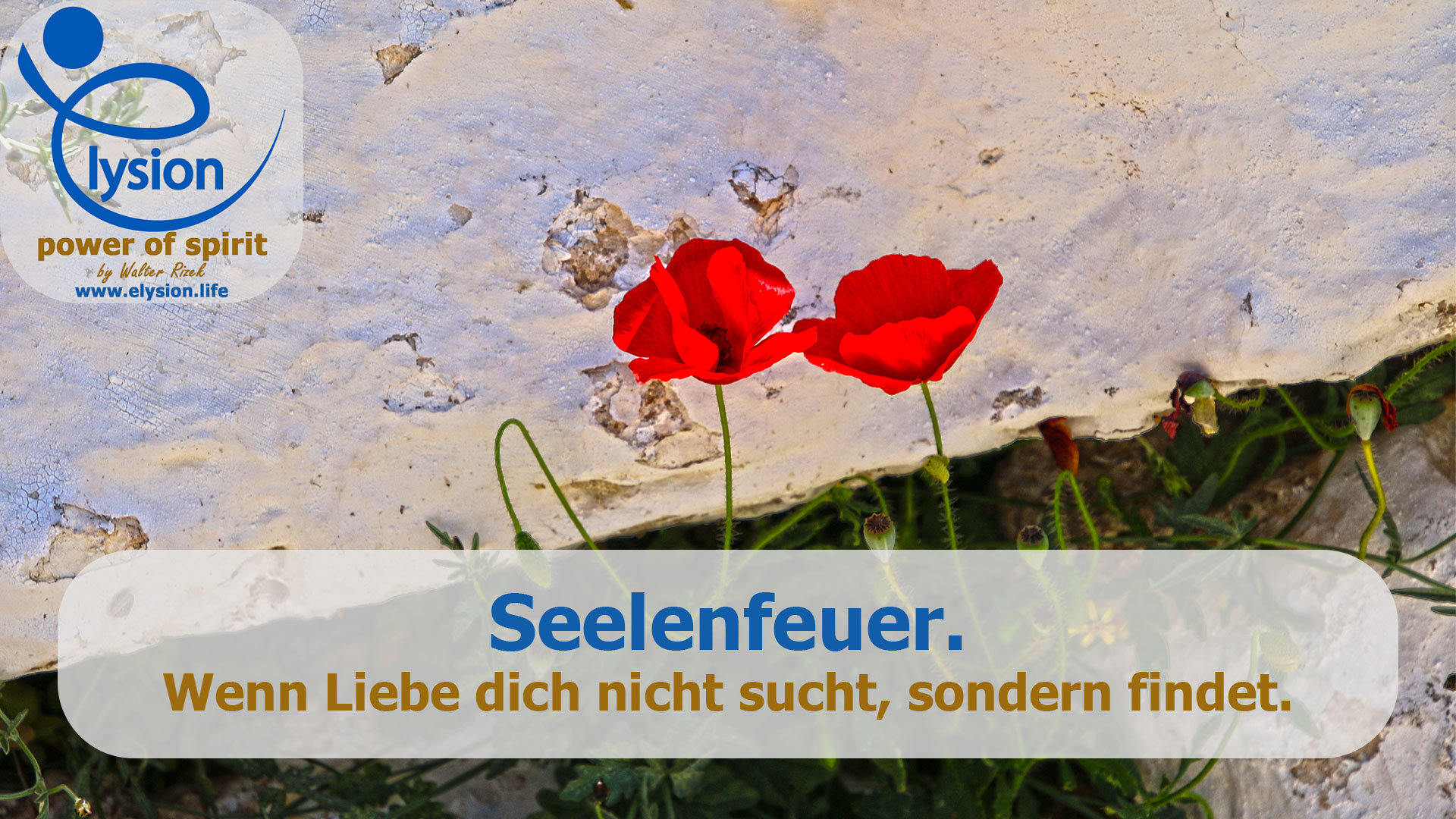 Zwei leuchtend rote Mohnblumen vor einer naturbelassenen Steinwand, zart verbunden und aus dem Schatten ins Licht wachsend – Sinnbild für Seelenliebe.